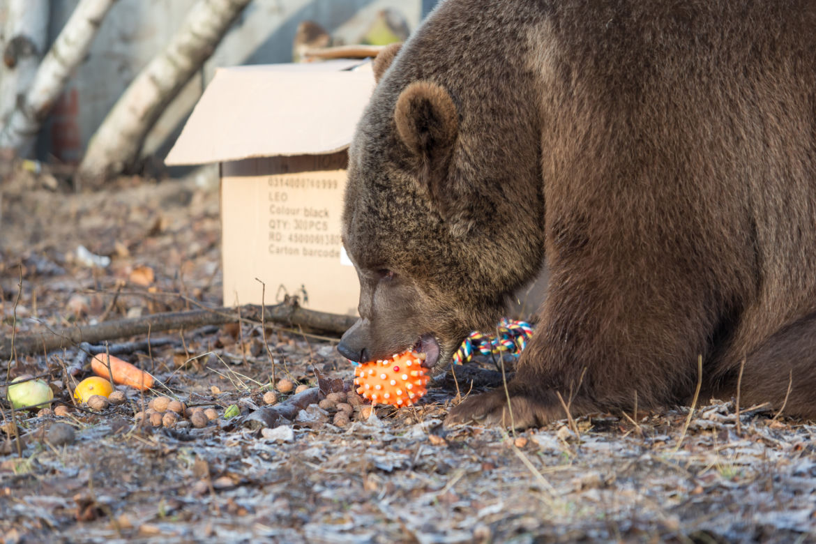 ZWIERZAKI Z POZNAŃSKIEGO ZOO DOSTAŁY PREZENTY.