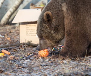 ZWIERZAKI Z POZNAŃSKIEGO ZOO DOSTAŁY PREZENTY.