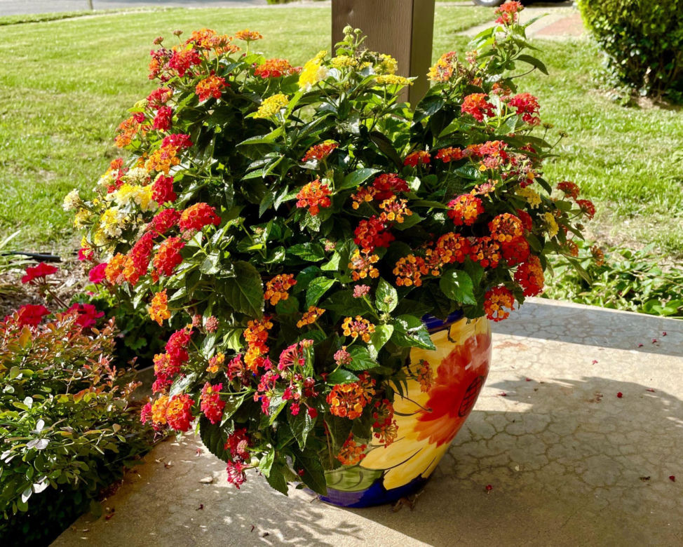 Lantana