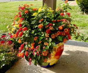 Lantana