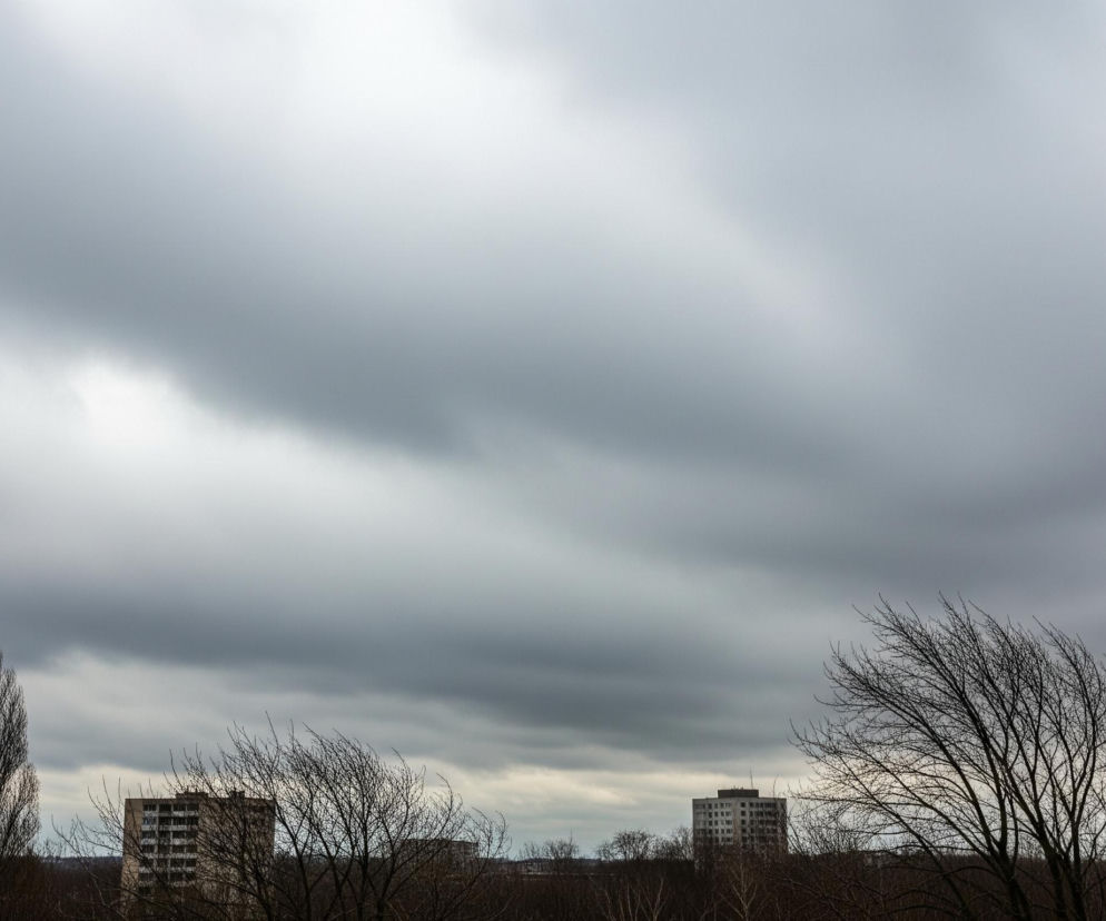 Niebo zajmuje większość kadru, wypełnione gęstymi, szarymi chmurami o zróżnicowanej jasności. Pod chmurami widać linię horyzontu z kilkoma wysokimi budynkami o jasnych elewacjach, które są częściowo przysłonięte bezlistnymi drzewami i krzewami. Po lewej stronie dominuje smukłe, wysokie drzewo o pionowo rosnących gałęziach, natomiast po prawej rozgałęzione drzewo z koronami skierowanymi ku prawej stronie. Na pierwszym planie widoczne są również niższe krzewy i zarośla w ciemnobrązowych odcieniach, zlewające się z odległym, brązowym terenem.