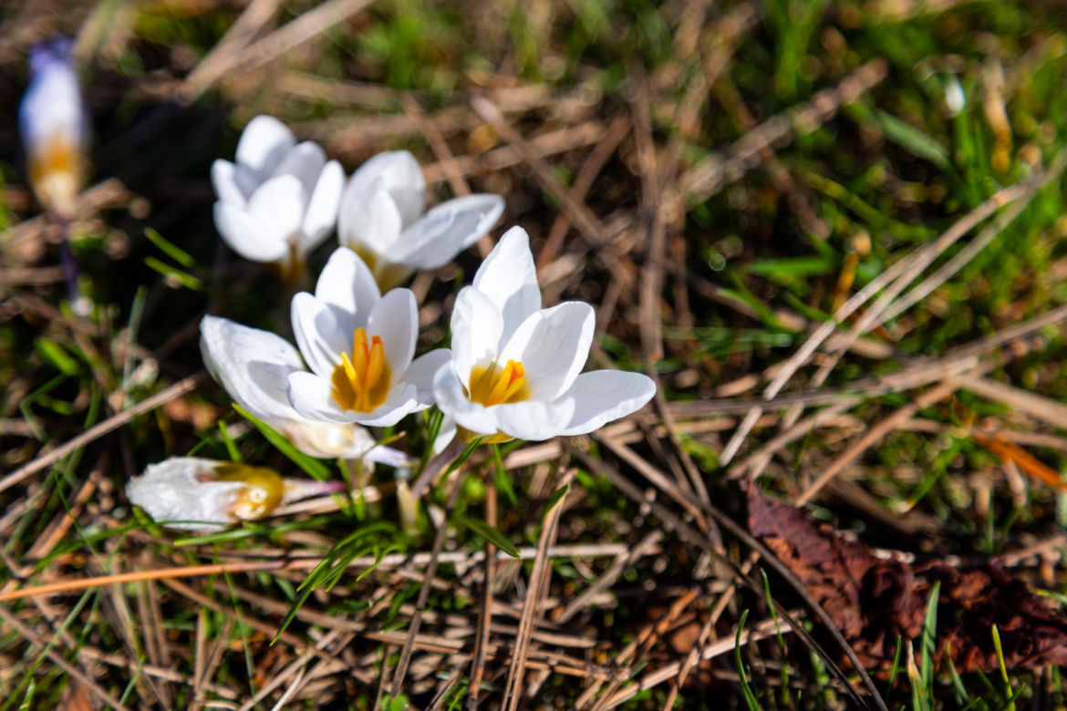 Krokusy