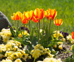 Tulipany