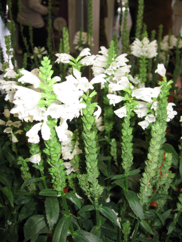 Odętka wirginijska 'Crystal Peak White'