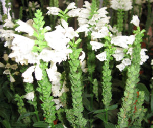 Odętka wirginijska 'Crystal Peak White'