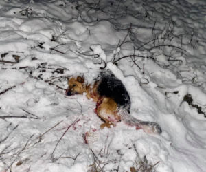Zrzucili pięknego pieska z mostu, zginął w męczarniach. Trwają poszukiwania bestii! [FOTO]
