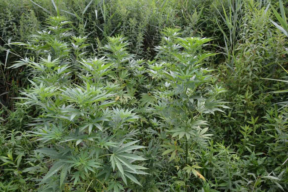 Wielkie plantacje konopi indyjskich pod Tarnobrzegiem. Uprawiali je dwaj mieszkańcy Stalowej Woli