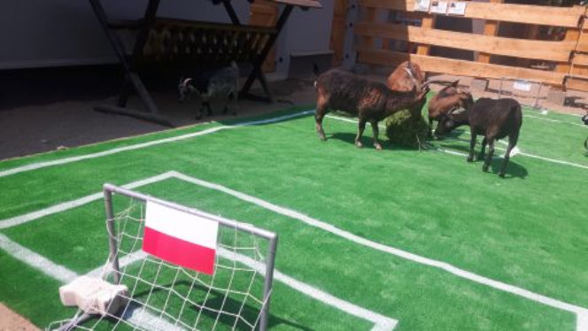 W łódzkim zoo makak bez wahania wskazał zwycięstwo... Zobaczcie WIDEO! - lodz.eskainfo.pl