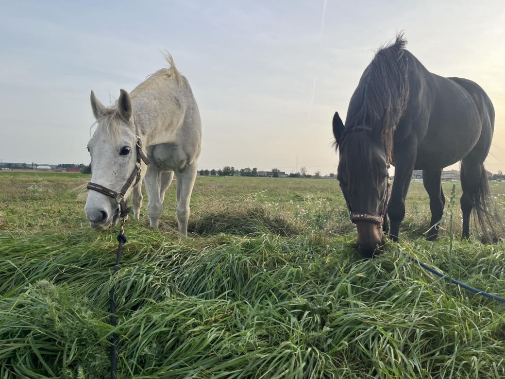 Nastolatek z mamą ratują konie po przejściach. Dzięki akcji Siano na siano zwierzęta przetrwają zimę
