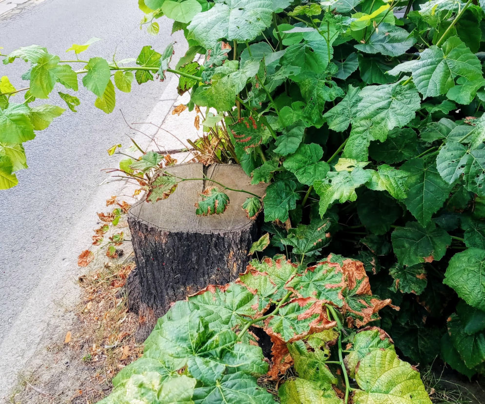 Wycięte drzewa w centrum Szczecina nagle odżyły