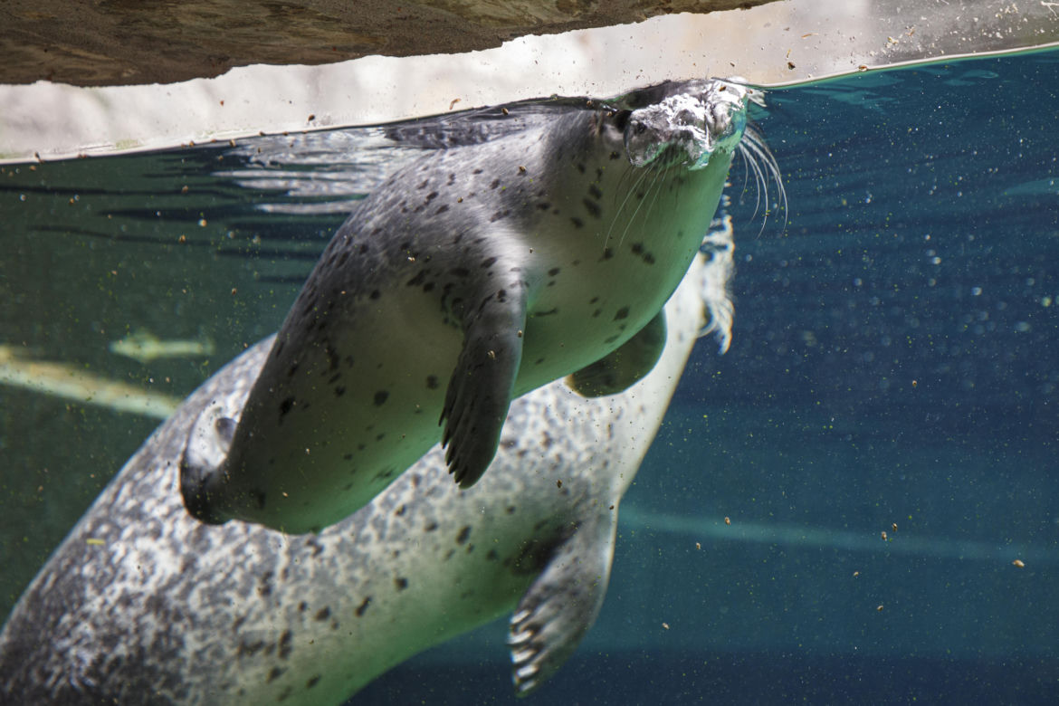 We wrocławskim zoo urodziły się dwie foki pospolite