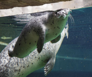 We wrocławskim zoo urodziły się dwie foki pospolite