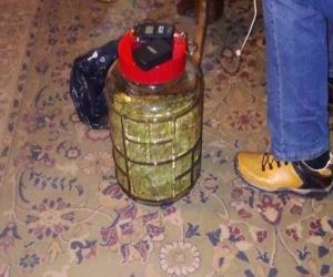 Ponad kilogram marihuany o 77 krzewów konopi u mieszkańca Stalowej Woli