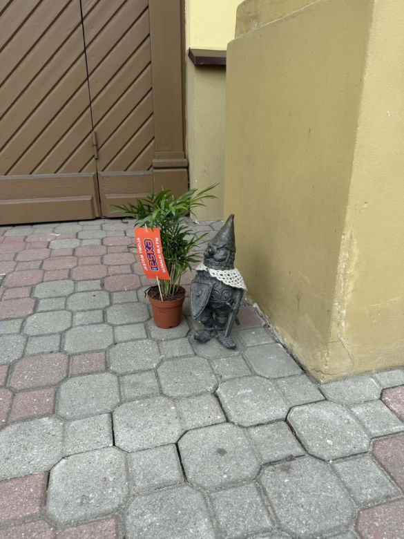 Darmowe palmy na ulicach Suwałk! Niezwykła akcja Radia ESKA