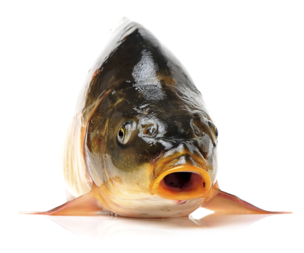 Karp
