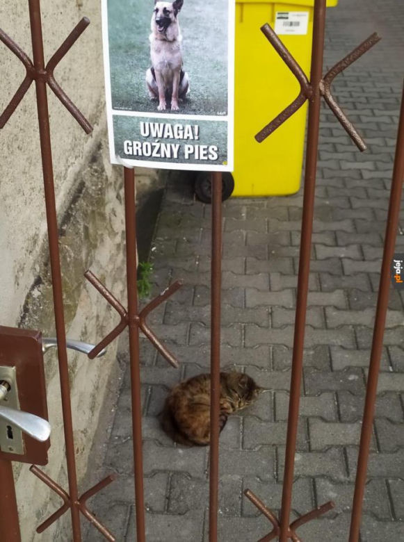 Dzień Psa 2026. Te memy pisało samo życie!
