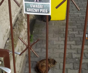 Dzień Psa 2026. Te memy pisało samo życie!