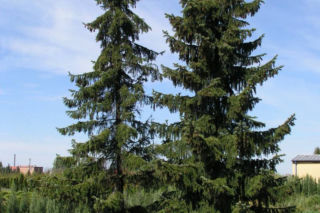 Świerk serbski - Picea omorika 