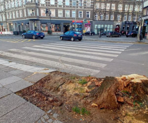 Z alei Wojska Polskiego wycięto kilkanaście drzew