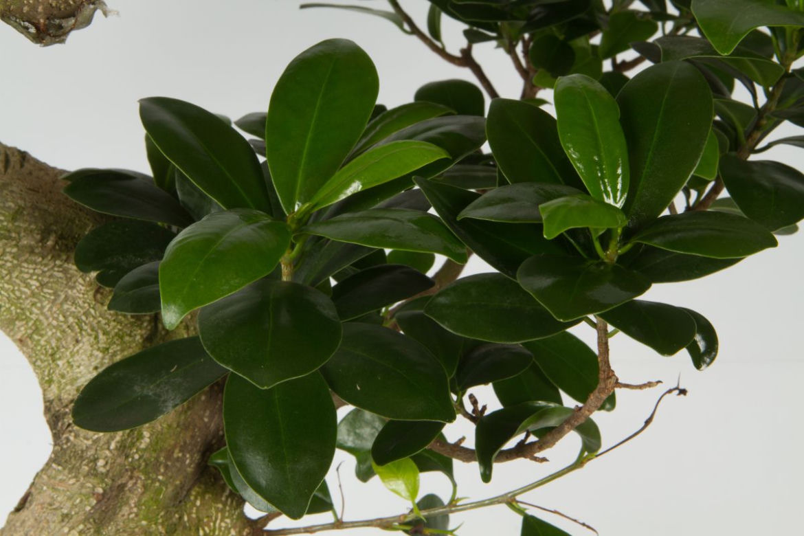 Bonsai Ficus Ginseng