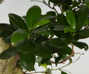 Bonsai Ficus Ginseng