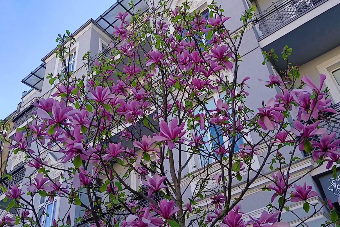 Magnolie w Szczecinie
