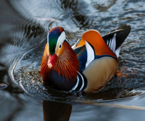 Egzotyczny gość nagle pojawił się w Białymstoku