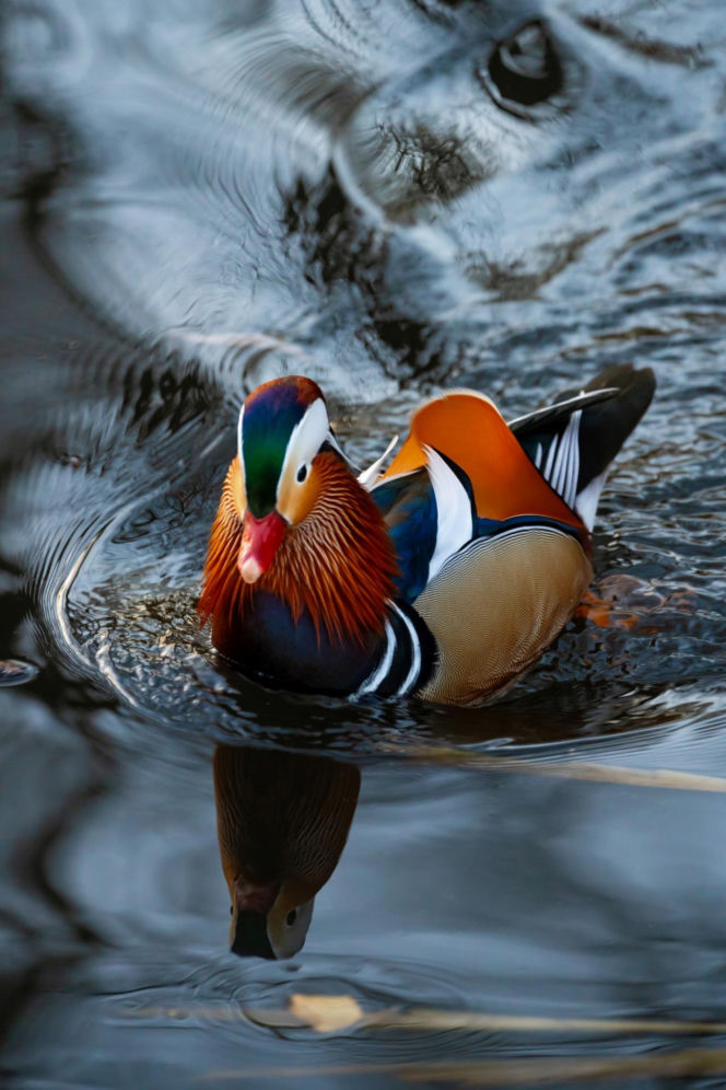 Egzotyczny gość nagle pojawił się w Białymstoku