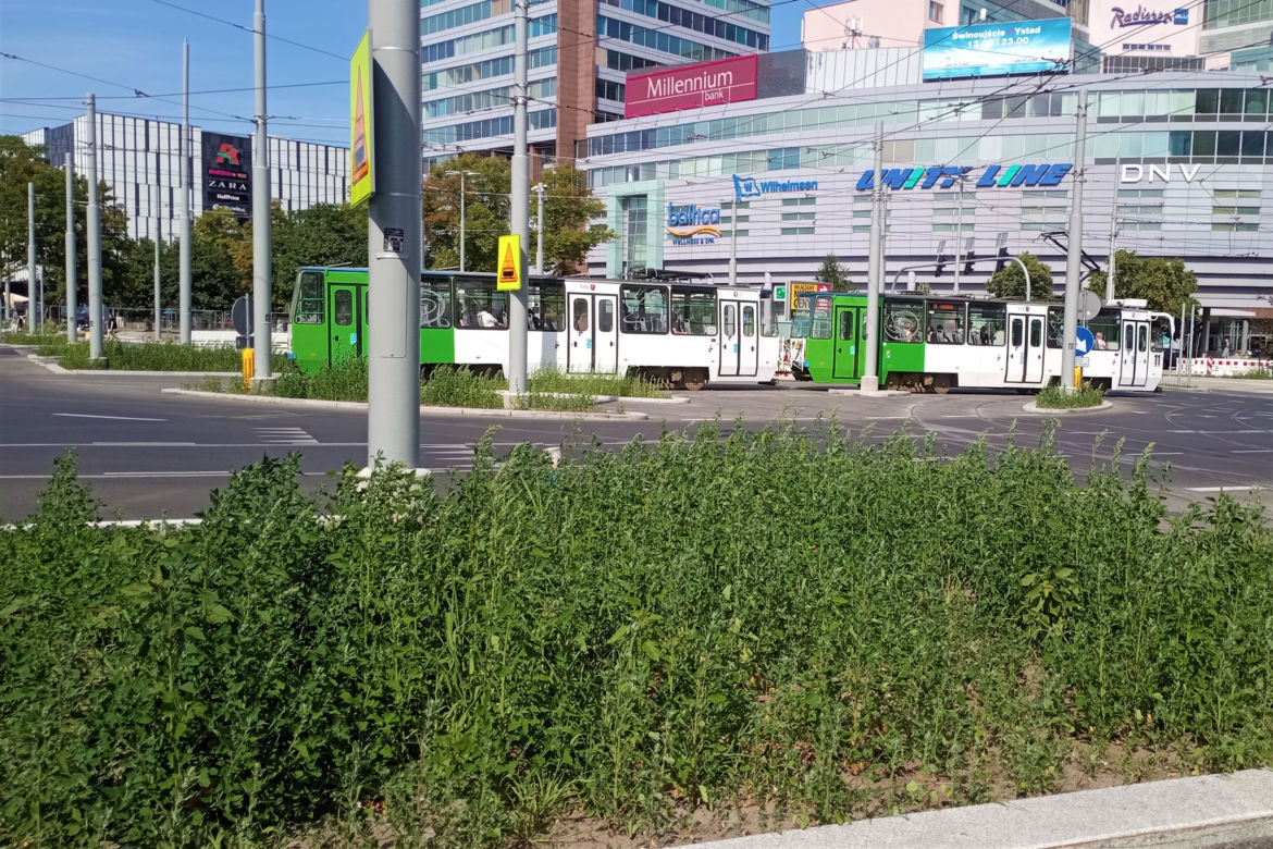 Chwasty na placu Rodła w Szczecinie