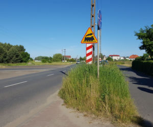 Tak wysokich chwastów przy drogach w Lesznie dawno nie oglądaliśmy