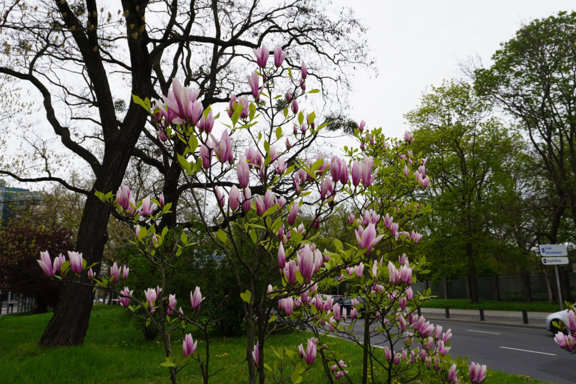 Szlak magnolii Szczecin
