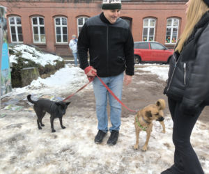 Spacer z pieskami w Lesznie