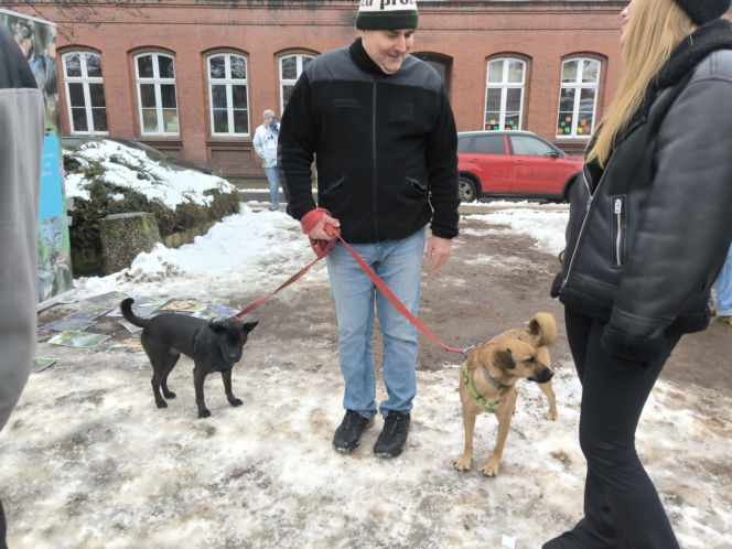 Spacer z pieskami w Lesznie