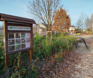 Park kieszonkowy Siedlce, ul. Traugutta