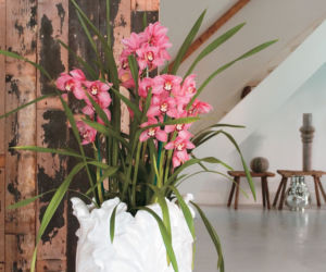 Cymbidium