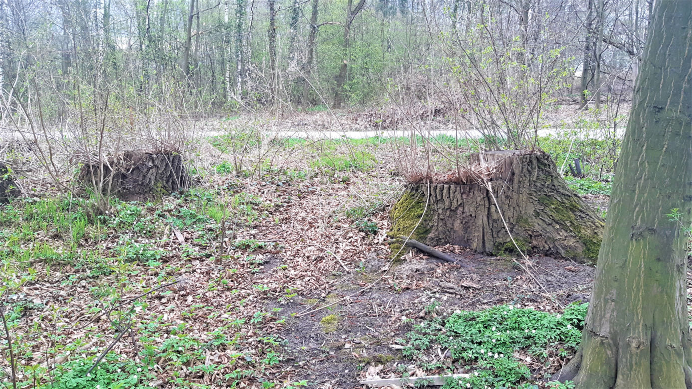 Wycinka drzew w lasku Lipie. Zobacz efekt pracy leśników!