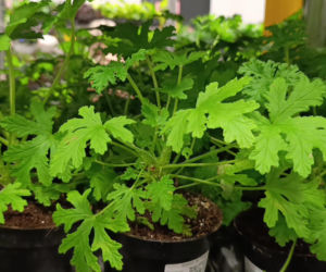 Festiwal Roślin w Enea Arenie