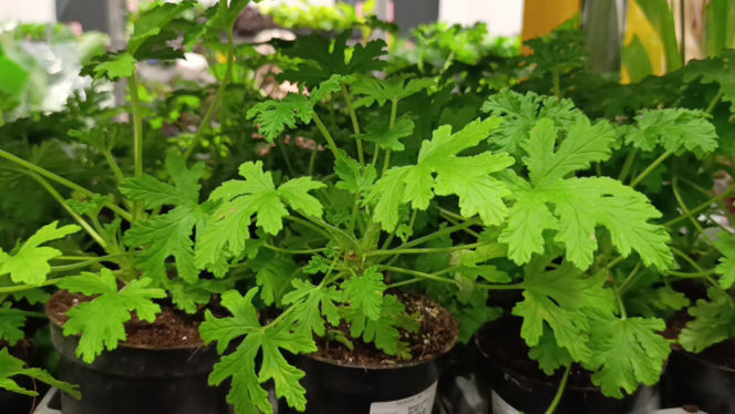 Festiwal Roślin w Enea Arenie