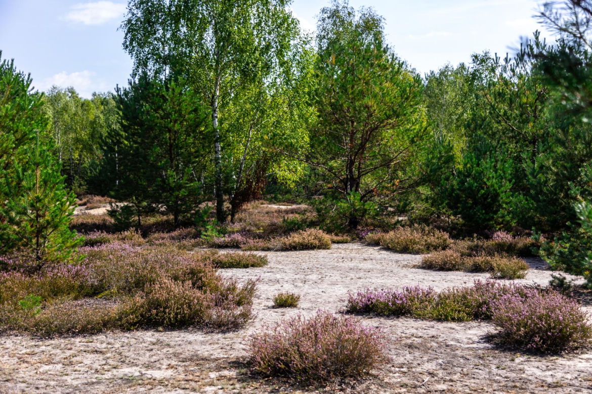 Wrzosowiska Mostówka