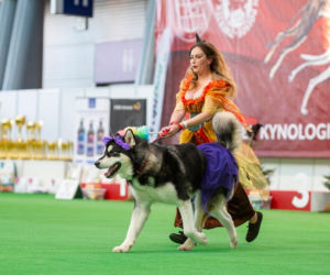 Tysiące czworonogów wypełni targowe hale. Nadchodzi Międzynarodowa Wystawa Psów Rasowych 