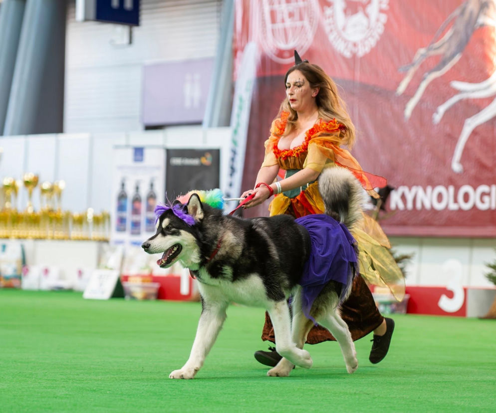 Tysiące czworonogów wypełni targowe hale. Nadchodzi Międzynarodowa Wystawa Psów Rasowych 