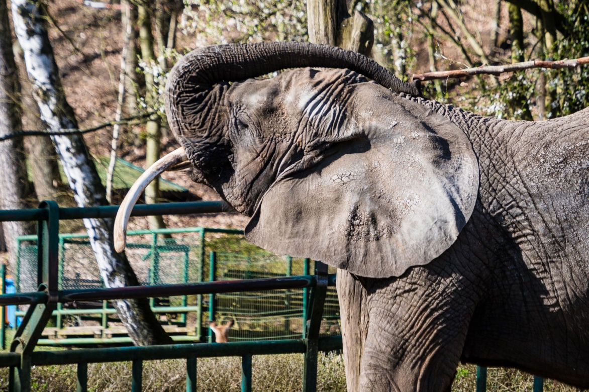 Koronawirus w Trójmieście. Zwierzęta z zoo tęsknią za ludźmi