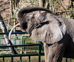 Koronawirus w Trójmieście. Zwierzęta z zoo tęsknią za ludźmi