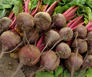 Buraki