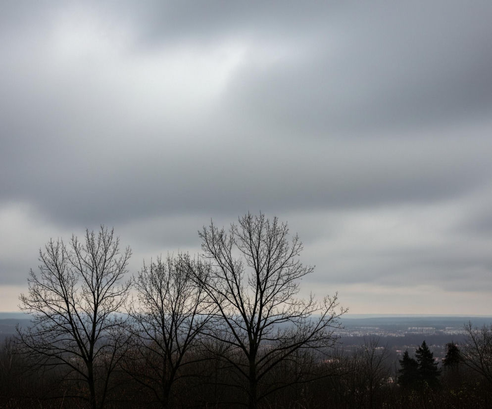 Na pierwszym planie widoczne są cztery bezlistne drzewa z ciemnymi, rozgałęzionymi gałęziami, częściowo przysłaniające horyzont. Za nimi rozciąga się miejski krajobraz z licznymi budynkami i zadrzewionymi terenami, lekko zamglony w oddali, pod szarym, zachmurzonym niebem. Niebo jest jednolitym, szarym płótnem z jaśniejszymi fragmentami chmur w górnej części.