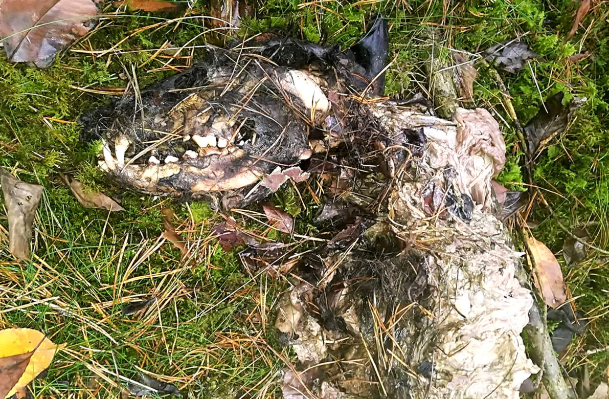 Szczenięta urodziły się w lisiej norze. Obok zwęglone szczątki dorosłego psa