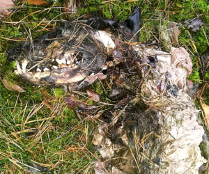 Szczenięta urodziły się w lisiej norze. Obok zwęglone szczątki dorosłego psa