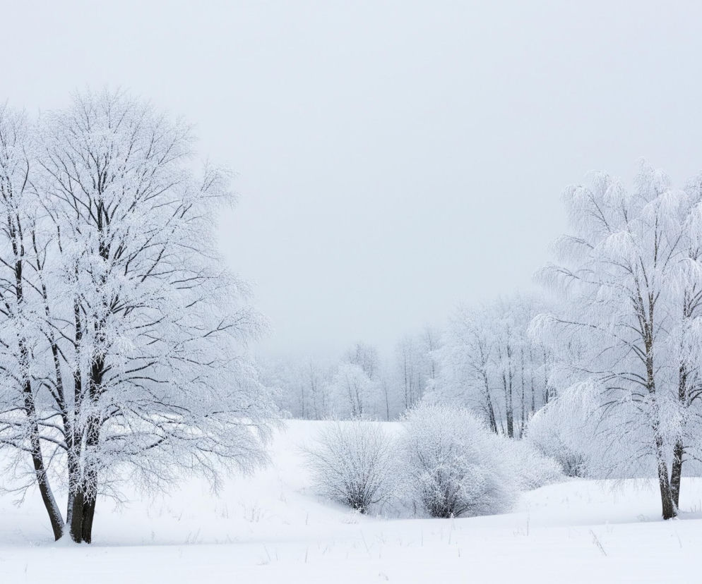 Dwa duże, ośnieżone drzewa z wyraźnie widocznymi gałęziami, pokrytymi szronem, dominują w centrum kadru, lewe drzewo jest szersze i masywniejsze. Tło stanowi zasypane śniegiem pole, gdzieniegdzie wystają suche źdźbła traw. W środkowej części obrazu widoczne są mniejsze krzewy, również obficie pokryte białym puchem, zaś w tle majaczy las, sprawiający wrażenie zamglonego z powodu odległości i warunków pogodowych. Całość utrzymana jest w chłodnych, bladych odcieniach bieli, szarości i błękitu, z dominującą bielą śniegu i szronu.