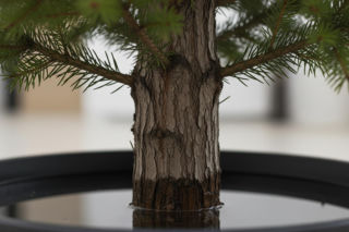 Boże Narodzenie bez sypiących igieł. Jak uratować świąteczne drzewko?