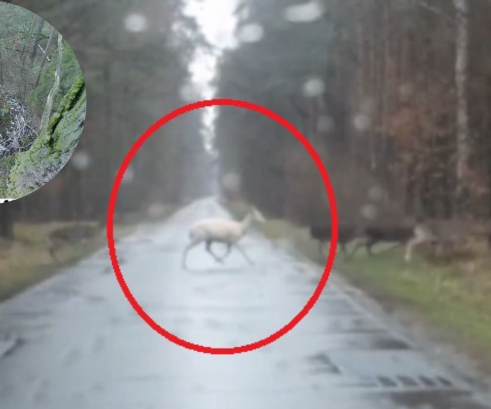 SZOK! Łania albinos i czarny bocian. CUDA w opolskich lasach [ZDJĘCIA, WIDEO]